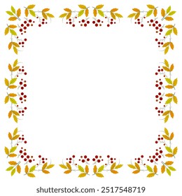 Autumn frame of rowan with space for text. Square floral ornament. Holiday card of bright leaves and berries on a white background. Fall decor for Thanksgiving Day with red rowan berries