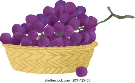 Autumn fruit grape in basket vector illustration