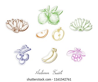 Autumn Fruits, Set of Hand Drawn Sketch of Assorted Fruits are Harvested in Autumn. Trendy Origami Deep Paper Art Carving Style. 
