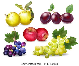 Autumn fruits set Vector realistic. Plums, apple, quince and grapes detailed 3d illustrations