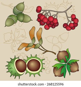 Autumn Fruits Vector Set 