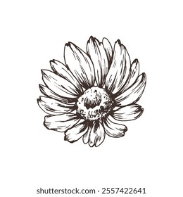 Autumn garden flowers rudbeckia single object. Line art graphic hand drawn brown ink monochrome. Isolated EPS element vector illustration