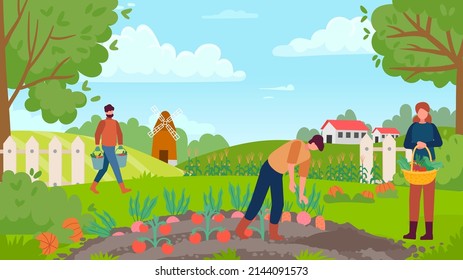 Autumn gathering. People collecting harvest, man picking carrot and beetroot, woman holding basket with vegetables. Growing organic and ecological plants. Outdoor cultivation vector