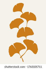 Autumn Ginkgo or Gingko Biloba branch with leaves. Nature botanical vector illustration, herbal medicine graphic isolated over white.