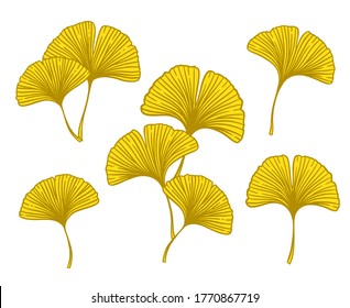 Autumn Ginkgo or Gingko Biloba branches and leaves set. Nature botanical fall vector illustration, herbal medicine graphic in yellow isolated over white.