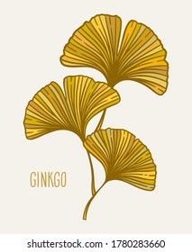 Autumn Ginkgo or Gingko Biloba leaves. Nature botanical vector illustration, herbal medicine graphic isolated over white.