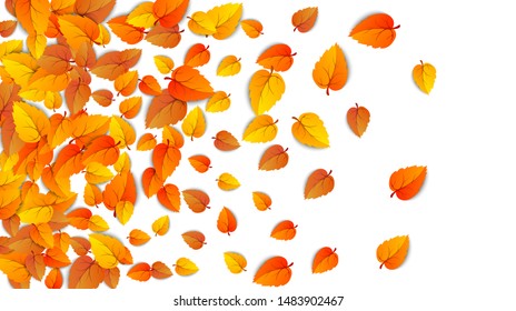 Autumn golden leaf frame template. Tree fallen autumn leaves isolated on white. October yellow foliage and autumnal nature leafage. Advertising autumn gold fall leaf horizontal background. Vector 