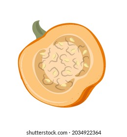 Autumn  Half of pumpkin. Vegetable composition.  Thanksgiving day symbol. Colored hand drawn vector illustration isolated on white background