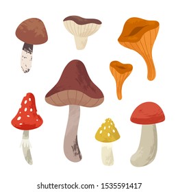 Autumn hand drawn big vector set of various types of mushrooms. Colored trendy edible forest food illustration with texture. Perfect for recipe, menu, label, packaging, poster, wrapping paper