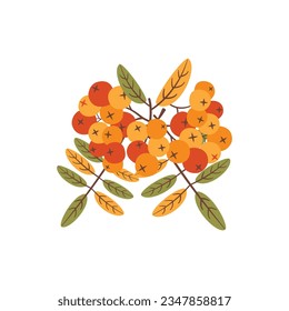 Autumn hand drawn clipart. Fall season cozy symbol. Autumn seasonal element - rowanberry. Harvest colorful illustration. Thanksgiving flat icon. Stock vector design.