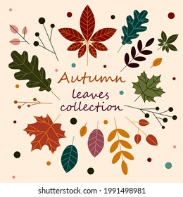 Autumn hand drawn leaves vector set. Fall season leaves stickers pack. Autumn cute and cozy design elements decorative bundle. Vector illustration.