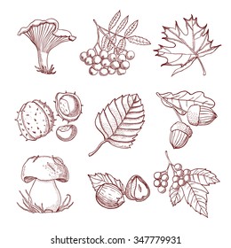 Autumn hand drawn set with  mushrooms  leaves and berries of forest trees isolated vector illustration