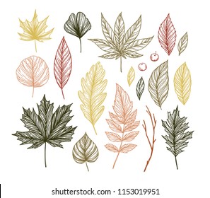 Autumn. Hand drawn vector illustrations. Set of fall leaves. Forest design elements. Perfect for seasonal advertisement, prints, posters, invitations etc