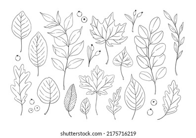 Autumn. Hand drawn vector illustrations. Botanical forest branches and fall leaves. Floral design elements. Linear Tattoo. Perfect for wedding invitations, greeting cards, blogs, posters 