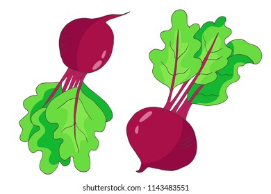 autumn harvest of beet, vector set  isolated elements