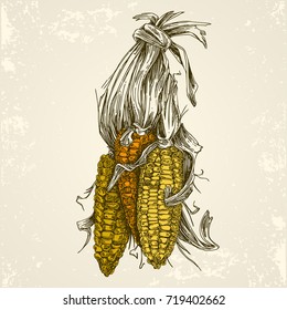 Autumn harvest.  A bunch of corncobs. Vintage style. Vector illustration.