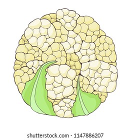 autumn harvest of  cauliflower vector  isolated element