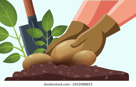 Cosecha de otoño, excavando patatas del suelo. El concepto de la cosecha con las manos de tierra arenosa, tierra negra, una pala y un arbusto que sobresale de la tierra, patatas jóvenes. Primer plano. 