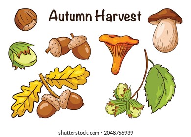 Autumn Harvest Elements Set. Oak leaves, acorns, hazelnut, mushrooms. Collection of forest decorative elements for print, sticker, invitation and greeting cards design and decoration. Premium Vector