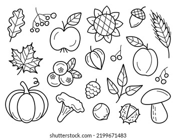 Autumn harvest elements. Set of autumn symbols: leaves, berrues, fruits, vegetables, mushrooms and other decorative seasonal plants. Hand drawn sketch vector illustration in doodle line style.