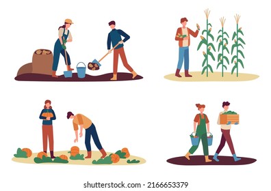 Autumn harvest. Female and male farm workers gathering crops. Man digging up potato, collecting corn. Couple picking up pumpkins and carrying buckets and box with vegetables vector set