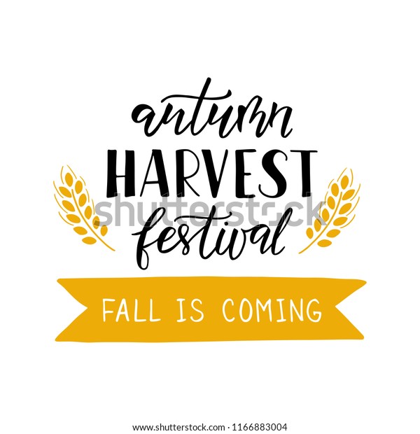 Autumn Harvest Festival - hand drawn\
lettering with wheat. Harvest fest poster design. Autumn festival\
invitation. Fall party template. For postcard or invitation card,\
banner. Vector\
illustration.