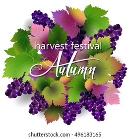 autumn harvest festival. Vector Hand Drawn Background. Brush Painted Letters. Hand Lettering for Designs: Logo, for Posters, Invitations, Cards, etc.