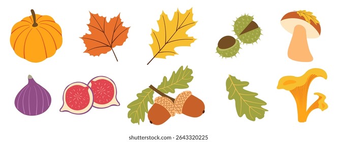 Autumn harvest flat vector elements: pumpkins, chestnuts, leaves, mushrooms and figs for fall designs. Vector illustration for banners, social media, cards