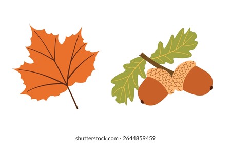 Elementos vetoriais planos de colheita de outono: bolotas, folhas de laranja para desenhos de queda. Conjunto desenhado à mão para banners, cartões, mídias sociais