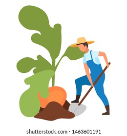 Autumn harvest flat vector illustration. Farmer harvesting big turnip with shovel cartoon character. Cultivation and growing root vegetables. Agricultural works. Farm worker digging root crops