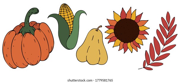 autumn harvest from the garden - pumpkin, corn, squash, sunflower, mountain ash, vegetables, freehand drawing, vector set of elements in doodle style, black outline