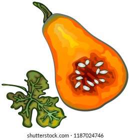 Autumn harvest. Pumpkins. Vector illustration on a white background executed in a realistic style. Vector plant for background, texture, wrapper pattern, frame or border.