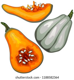 Autumn harvest. Pumpkins. Vector illustration on a white background executed in a realistic style. Vector plant for background, texture, wrapper pattern, frame or border.