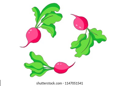 autumn harvest of radish, vector set  isolated elements