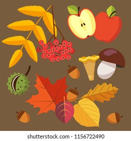 Autumn harvest - rowan berry, apple, half of apple, chestnut, acorns, colorful (red, yellow, brown) leaves, mushrooms - chanterelle and porcini. Vector illustration in flat style isolated on brown.