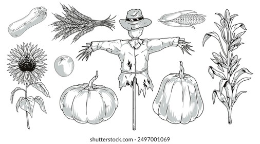 Autumn harvest set emblems monochrome with garden scarecrow and ears of wheat near pumpkin with corn and sunflower vector illustration