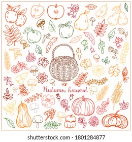 Autumn harvest set,
fruits, vegetables, mushrooms, berries, basket,
flowers and leaves are doodle sketch style. Vector isolated hand drawn elements.