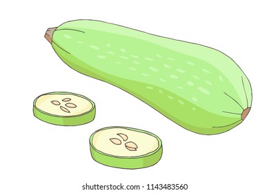 autumn harvest of  squash, courgette, vector set  isolated elements