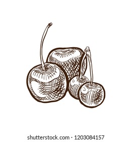 Autumn harvest. Vegetables and fruits. Sweet, ripe cherry on a branch. Detailed vegetarian food drawing. Natural, healthy, organic clean food. Farm market product. Illustration in style engraving.