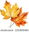 maple leaf watercolor