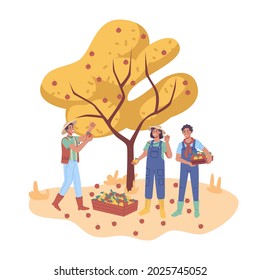 Autumn harvesting, happy farmers man and woman gathering fruits from apple tree, flat cartoon characters. Vector farm workers picking and plucking fall crop, gardeners in garden gather food