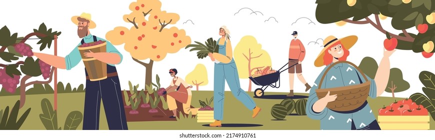 Autumn harvesting on farm. Group of farmers picking crop of fruits and vegetables in garden and on farming plantation at countryside. Eco gardening. Cartoon flat vector illustration