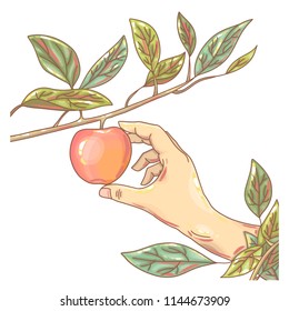 autumn harvesting,apple and hand.