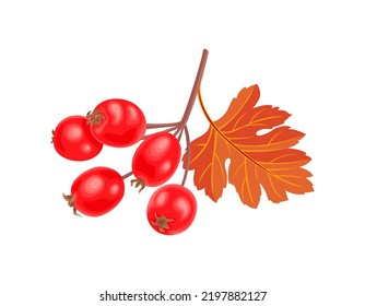 Autumn hawthorn isolated on white. Branch with red berry and leaf. Vector cartoon illustration.