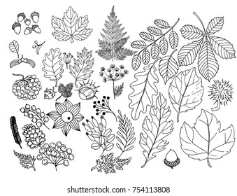 Autumn herbarium leaves and fruits. Doodle illustration set