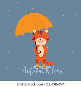 Autumn is here. A cute striped tiger cub in rubber boots or gumboots stands in a puddle in the rain and holds an umbrella. Flat cartoon vector illustration. Symbol of year. Positive concept.