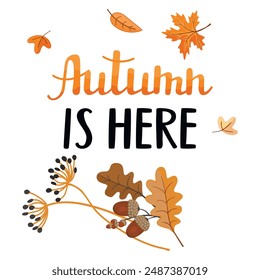 Autumn is here poster with hand written phrase, twig with oak acorns and leaves.Flat color card with lettering and fall elements.Vector graphic design set isolated on white background.Banner template.