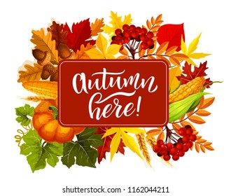 Autumn here poster for seasonal fall holiday or celebration event. Vector pumpkin with corn, rowan berry and oak acorns in maple and elm leaf or wheat ripe with quote in frame