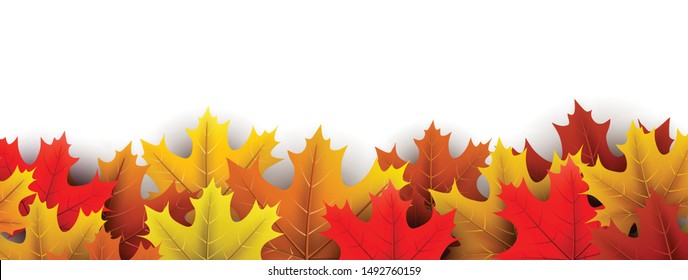 Autumn horizontal banner with beautiful colorful maple leaves on white. Season decoration - Vector
