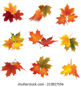 Autumn icon set. Fall leaves and berries. Nature symbol vector collection isolated on white background. 